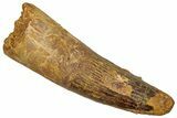 Fossil Spinosaurus Tooth - Real Dinosaur Tooth #329596-1